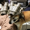 Dire-Doge's Avatar